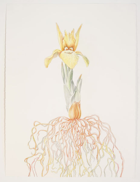 Alina Bliumis, "Endangered Iris Winogradowii