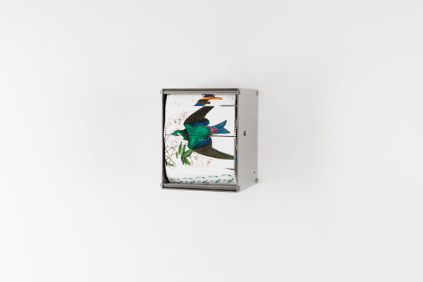 J.C Fontanive, "Passerine"