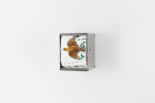 J.C Fontanive, "Passerine"