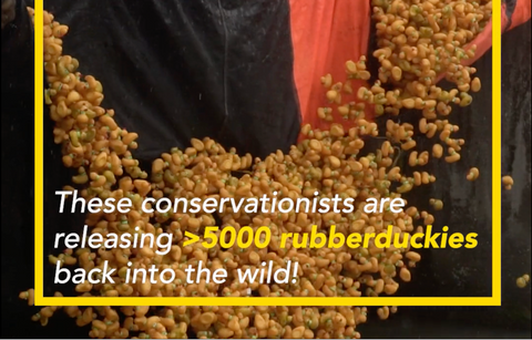 Adam Hersko-Ronatas, "Saving the Rubberduck"