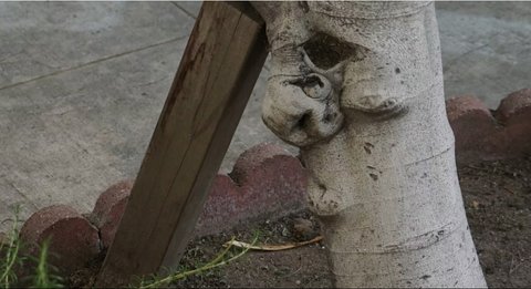 Adam Hersko-Ronatas, "Interview With A Fig Tree"