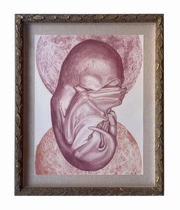 Jordan Doner, "Bat Fetus with Double Moon, Study II"