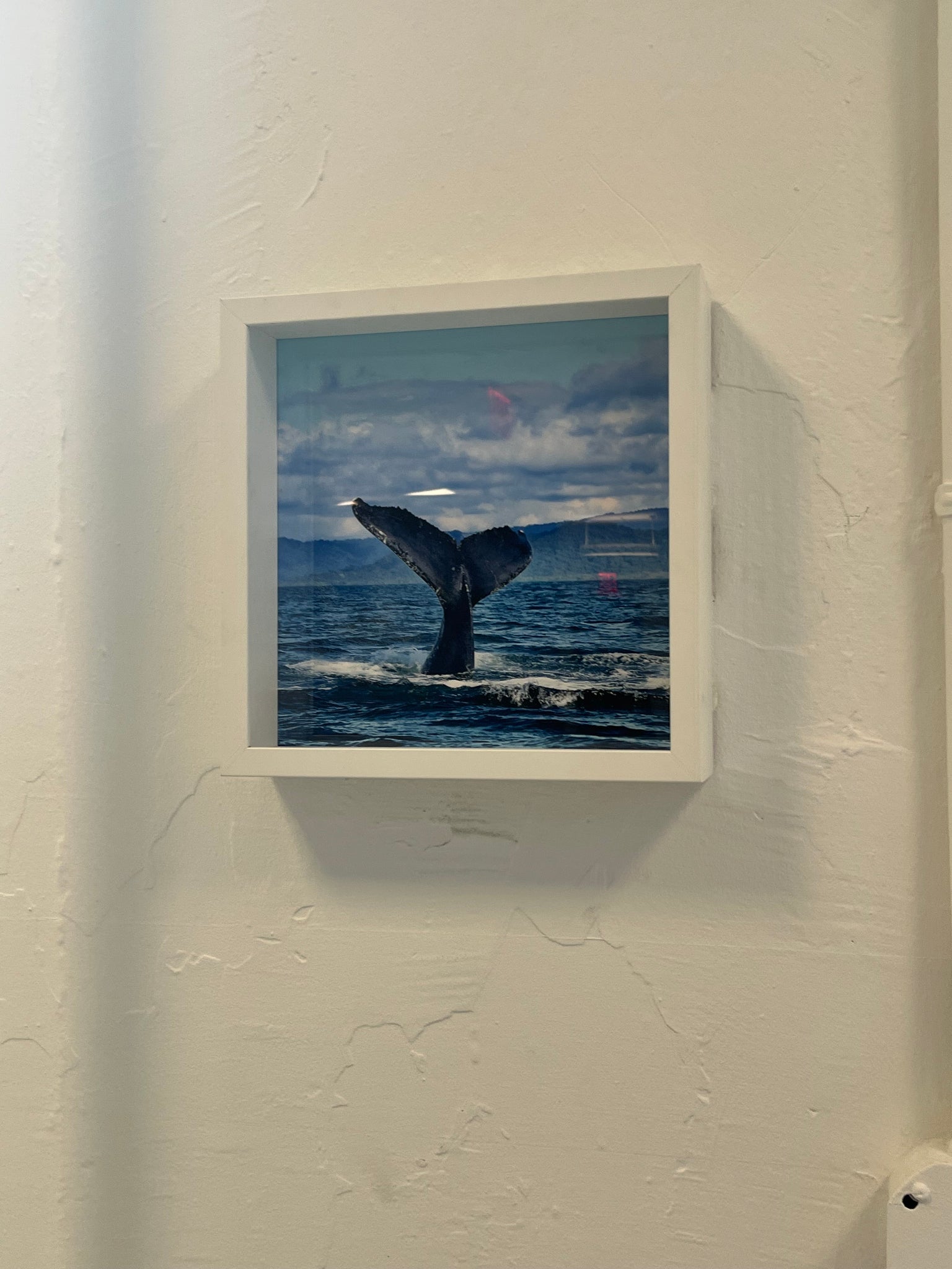 Juan Cuadros , "Cola de ballena océano pacifico"