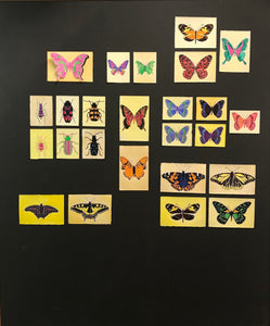 Brigitte Engler, "Insect collection (lepidoptera and coleoptera)"