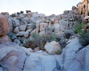 Lauren Silberman, "Willow Variation #3 (Desert)"