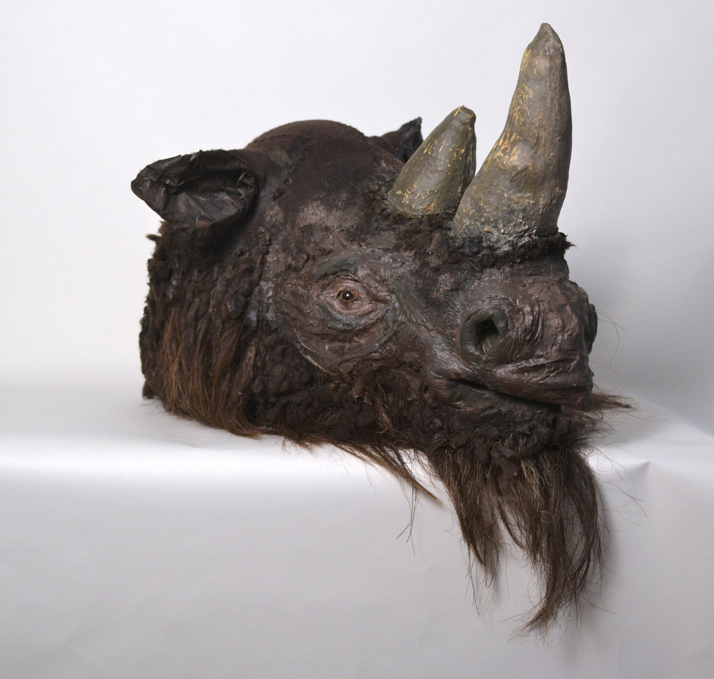 Rachel Frank, "Coelodonta antiquitatis, Pleistocene Era Woolly Rhinoceros"