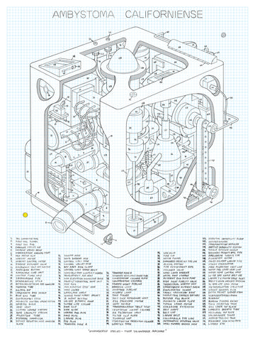 Justin Amrhein, "Ambystema Californiense"