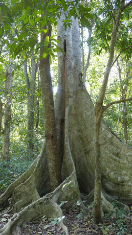 Maripol, "Element of Life Tree"