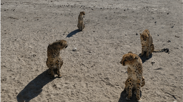Lino Meoli, "Wild Life in Namibia"
