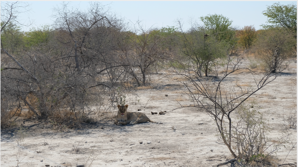 Lino Meoli, "Wild Life in Namibia"