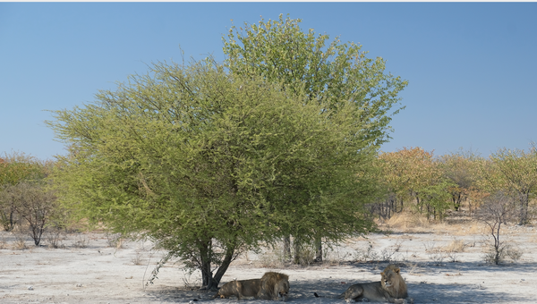 Lino Meoli, "Wild Life in Namibia"