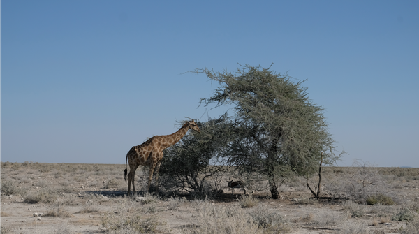 Lino Meoli, "Wild Life in Namibia"