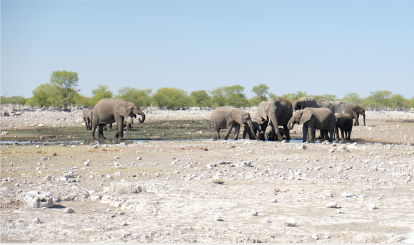 Lino Meoli, "Wild Life in Namibia"