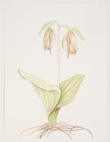 Alina Bliumis, "Endangered Moccasin Flower
