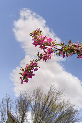 Jordan Weitzman, "Flower and Cloud, Los Alamos"